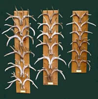 Antler Boards