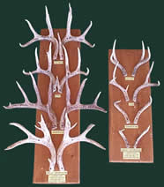 Antler Boards