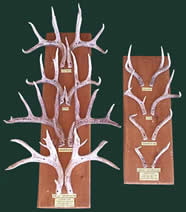 Antler Boards